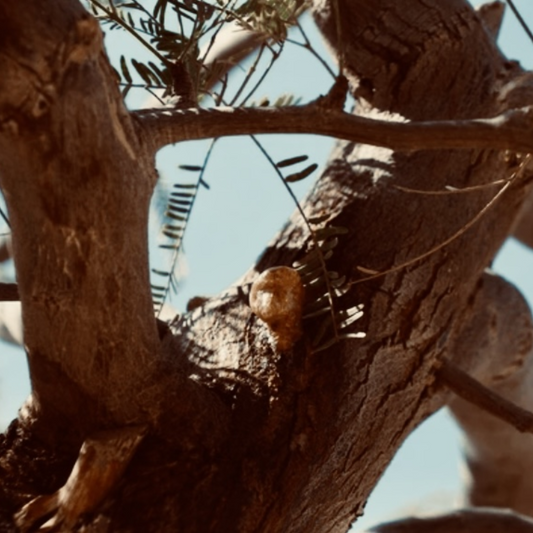 Copal Hand-Rolled Incense Sticks