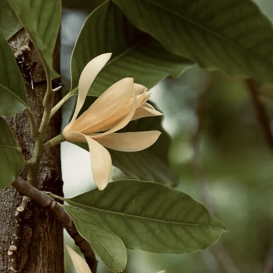 Nag Champa Hand-Rolled Incense Sticks